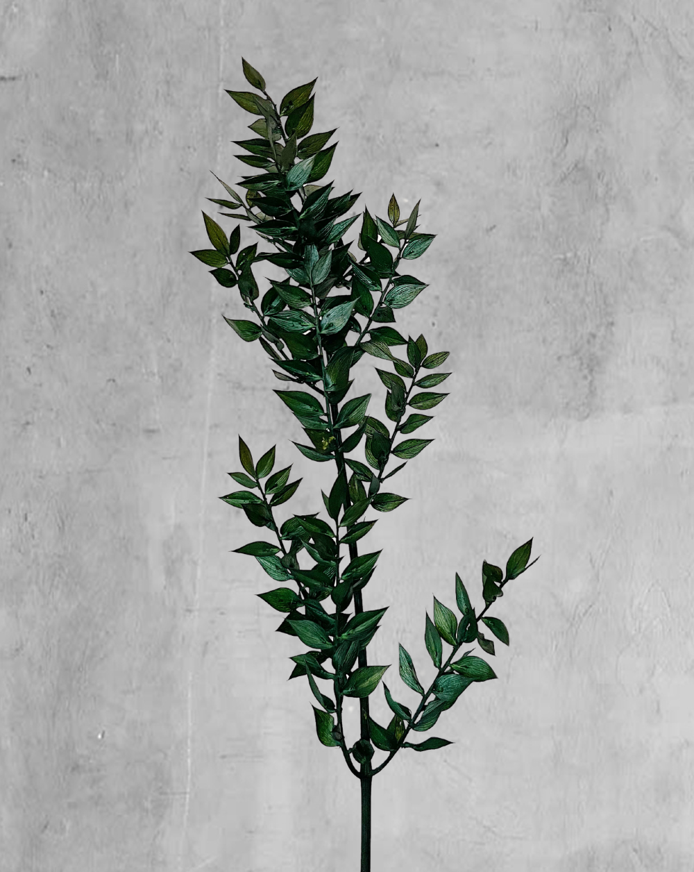 Ruscus Italiano Verde