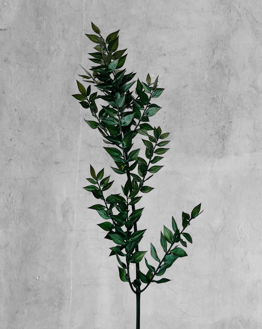 Ruscus Italiano Verde