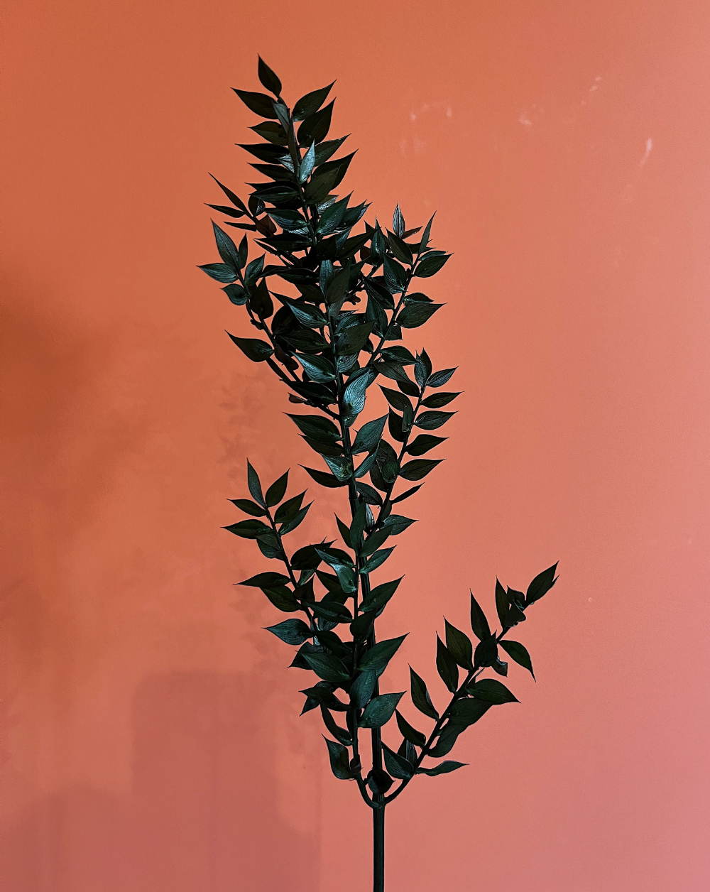 Ruscus Italiano Verde