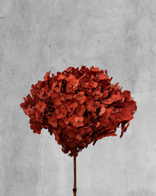 Hortensia Roja Talla XL