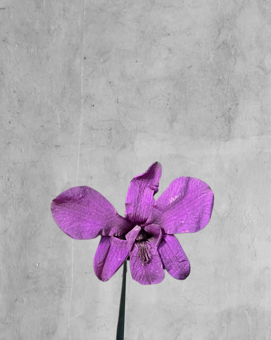 Orquidea Preservada Morada