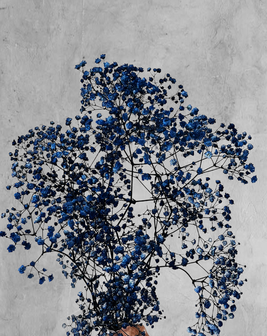 Gypsophilas Azul Marino