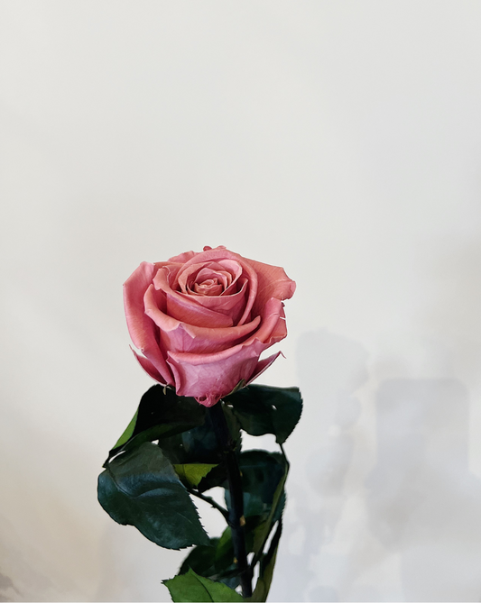 Rosa rosa viejo