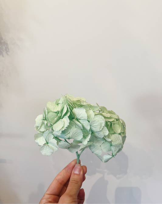 Mini hortensia verde menta