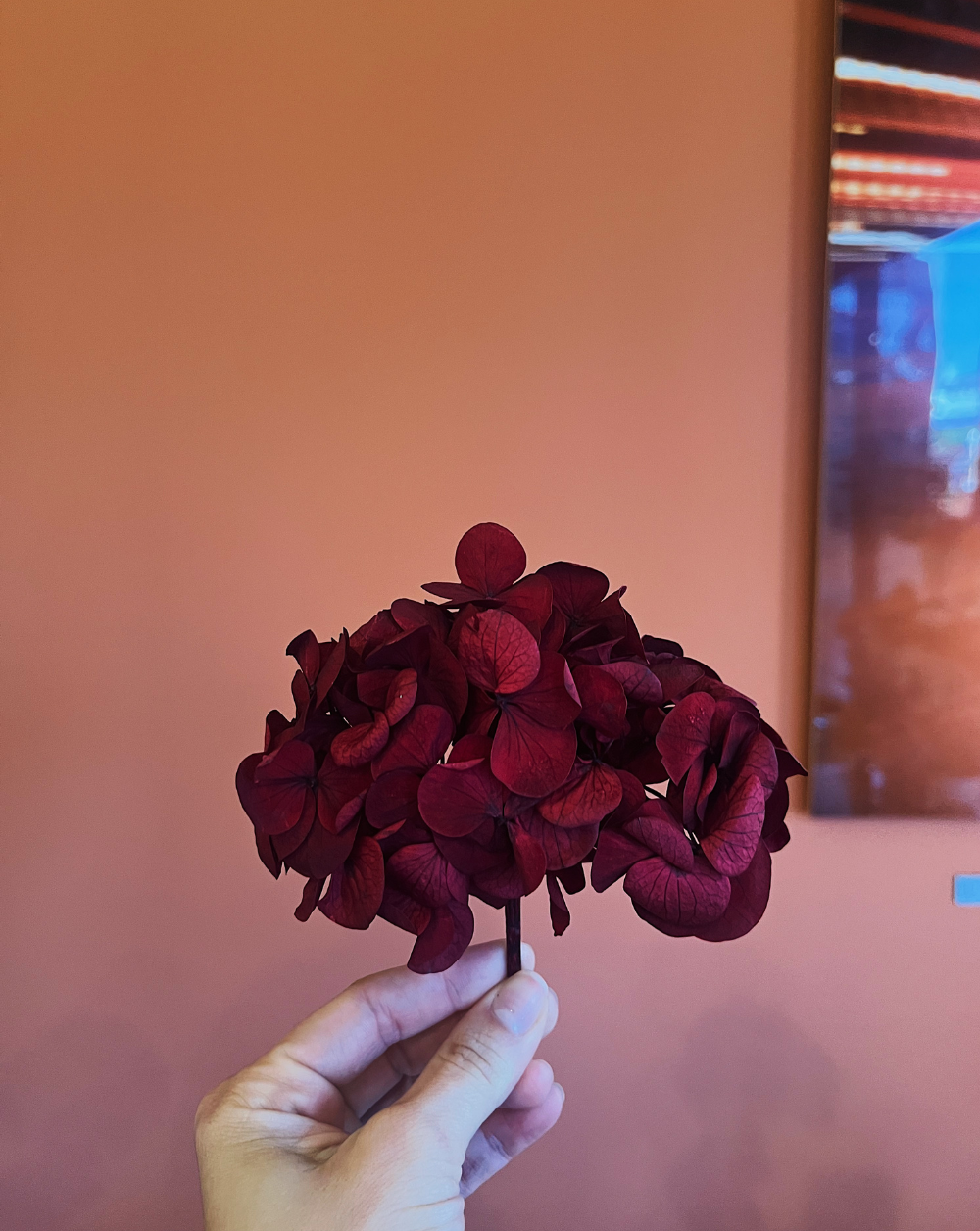 Mini hortensia vinotinto